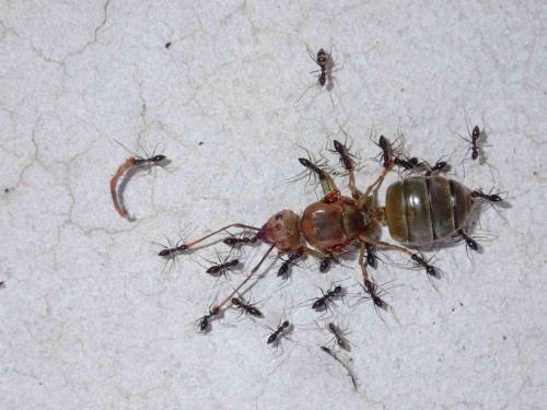 Réf. 232 669 : Oecophylla smaragdina